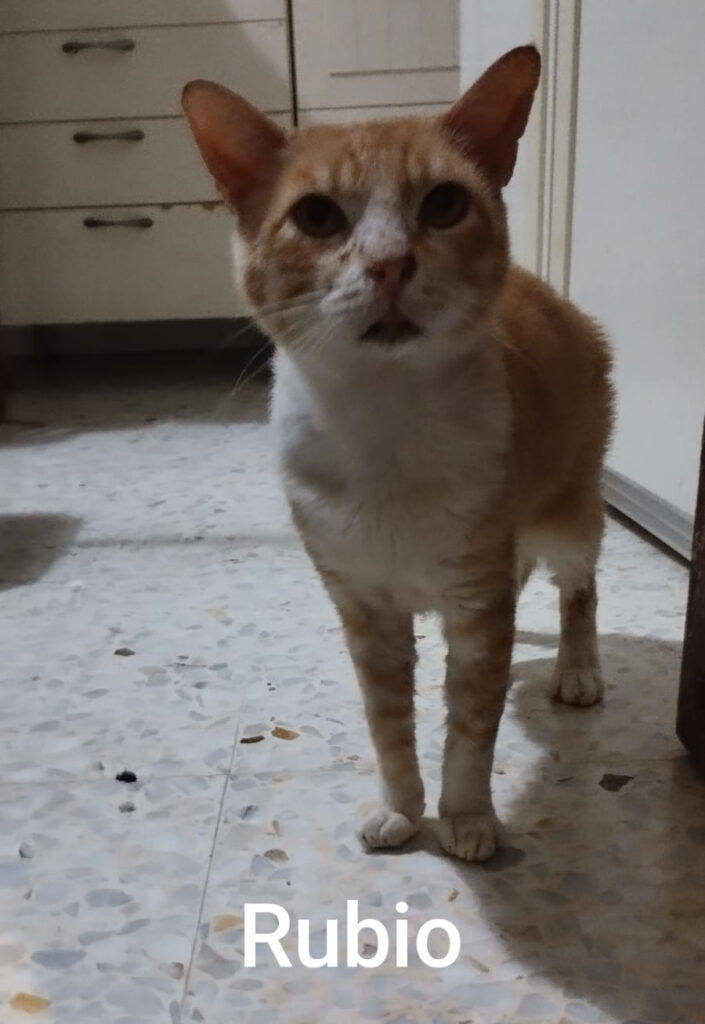 der rot-weiße Kater Rubio steht bei Luisa gerade zur Vermittlung