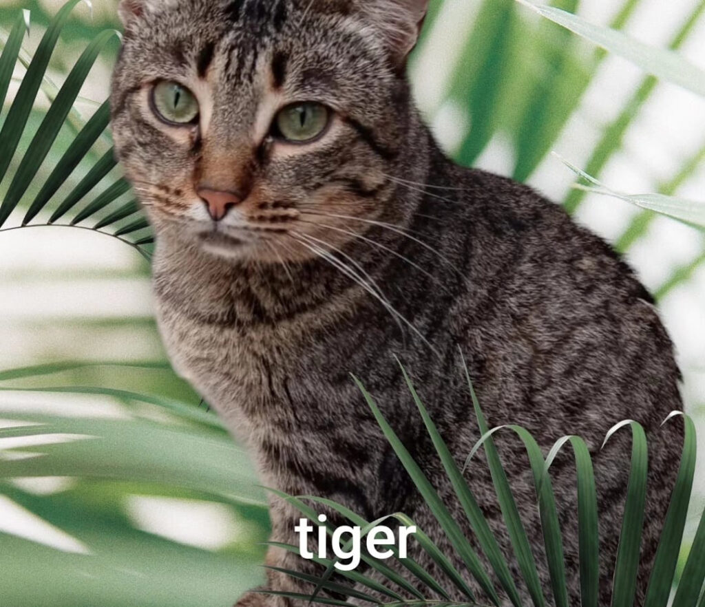 der grau getigerte Kater Tiger steht bei Luisa gerade zur Vermittlung