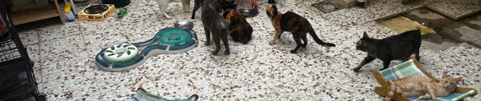 Tierschützerin Luisa mit ihren Katzen im Lichthof
